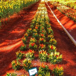 Tulip Farm - Red earth