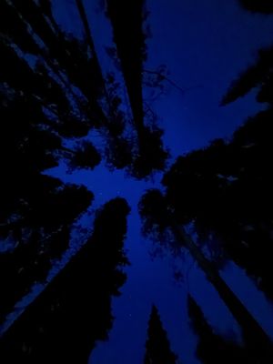 Lower Pines Campground by null