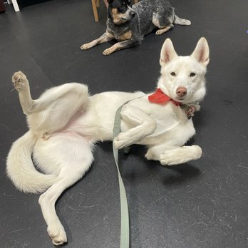 CANIS - Behavior and Training - Kida during her group class training - Pet Training Near Me - Tarzana, California