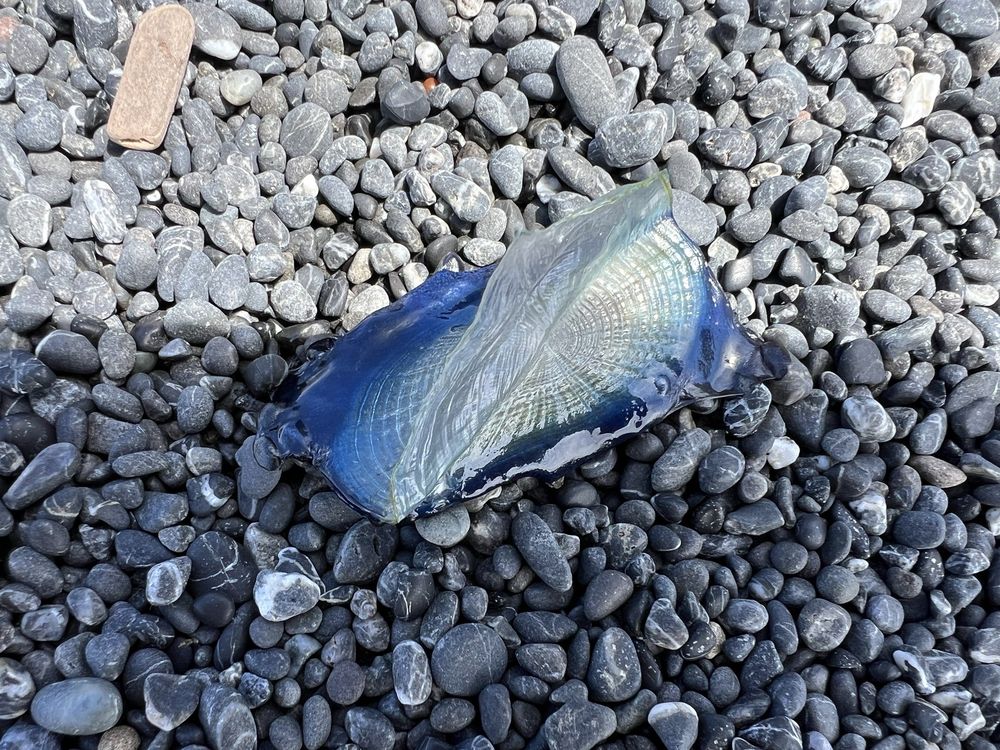 Black Sands Beach Logo