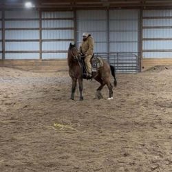 Horizon View Farms