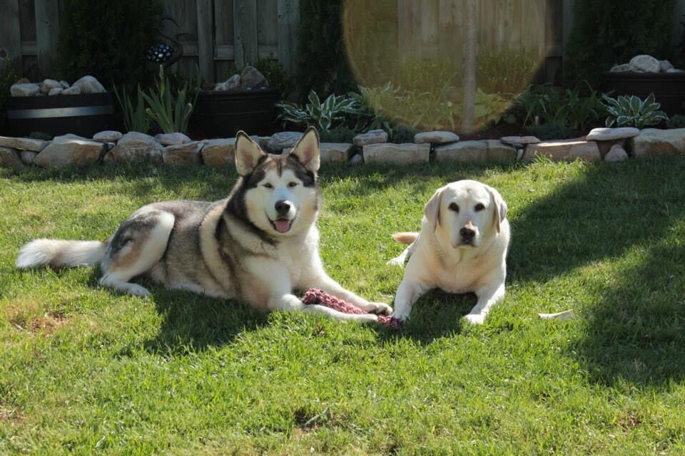 ritson veterinary clinic