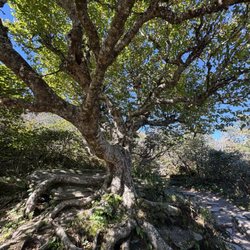 Craggy Pinnacle Trail - Awesome tree seen on the trail - September 2026