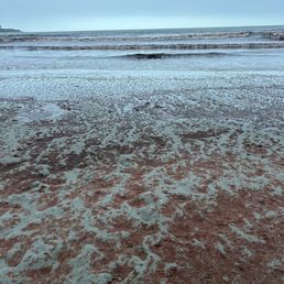 Beach with red seaweed