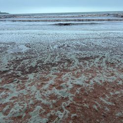 Easton's Beach - Beach with red seaweed