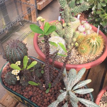 Chaparral Cactus & Succulents - Nurseries & Gardening Near Me - Amarillo, Texas