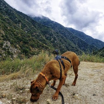 Paw Treks - Dog Walkers Near Me - West Hollywood, California Paw Treks - Dog Walkers Near Me - West Hollywood, California