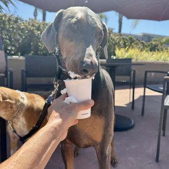The Coffee Bean & Tea Leaf - Always waiting for his puppuccino! - Coffee & Tea Near Me - San Diego, California The Coffee Bean & Tea Leaf - Always waiting for his puppuccino! - Coffee & Tea Near Me - San Diego, California