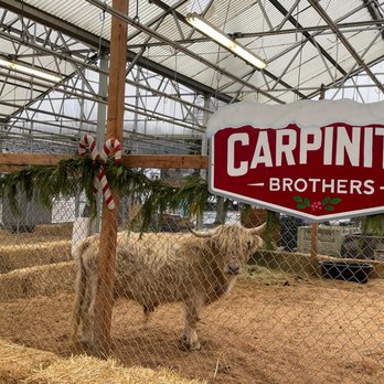 Carpinito Brothers - Nurseries & Gardening Near Me - Kent, Washington