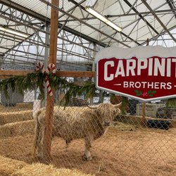 Carpinito Brothers