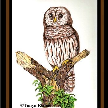 Joyful Arts Studio - Colored Pencils Barred Owl class with Tanya, January 31, at 6 pm. For additional details and to register click here: http://joyfulartstudio. - Art Galleries Near Me - Greencastle, Pennsylvania