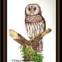 Joyful Arts Studio - Colored Pencils Barred Owl class with Tanya, January 31, at 6 pm. For additional details and to register click here: http://joyfulartstudio.