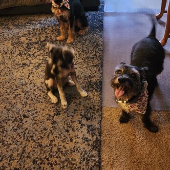 Doggie Dos - Pet Groomers Near Me - La Mesa, California