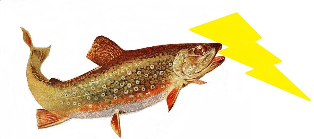 Brook Trout Electric - veterans service organization in Windham, ME