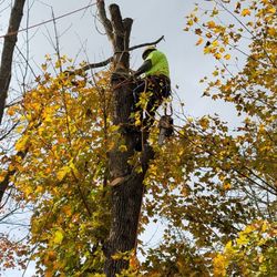 Lorenzo's Landscaping & Tree Service