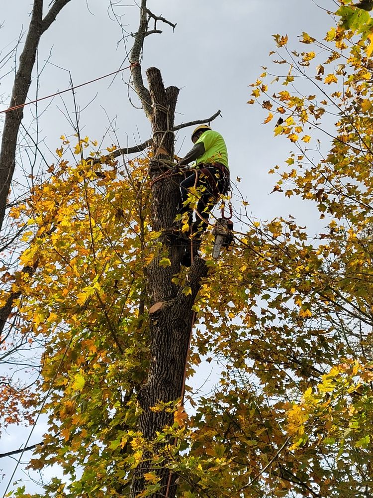Lorenzo's Landscaping & Tree Service - tree service in Stratford, CT
