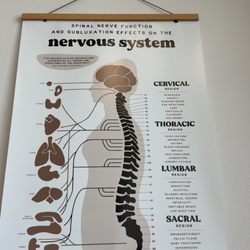 House of Chiropractic - Spinal column with what organs are affected.
