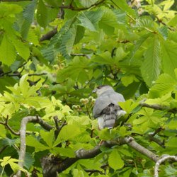 Adult Cooper's Hawk in a tree.