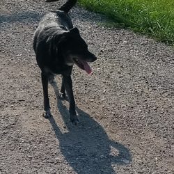 Walter Plumbing Service