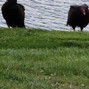 Fleming Park - Black vultures of Missouri - Lakes Near Me - Blue Springs, Missouri Fleming Park - Black vultures of Missouri - Lakes Near Me - Blue Springs, Missouri