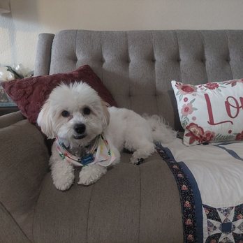 Colonies Pet Grooming - Pet Groomers Near Me - Upland, California Colonies Pet Grooming - Pet Groomers Near Me - Upland, California