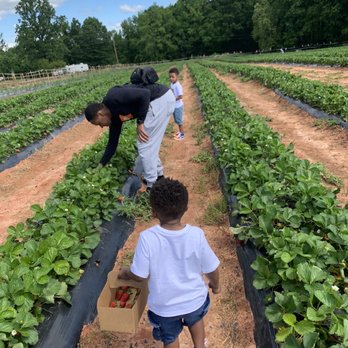 Black's Peaches - Just my guys picking the best! - Fruits & Veggies Near Me - York, South Carolina Black's Peaches - Just my guys picking the best! - Fruits & Veggies Near Me - York, South Carolina