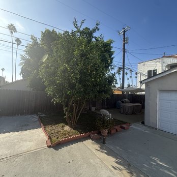 Cisnero's Tree Care - Trimmed Lemon Tree - Tree Services Near Me