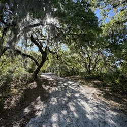 Split Oak Forest