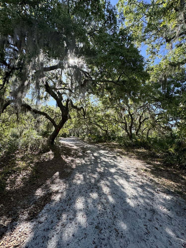 Split Oak Forest Image