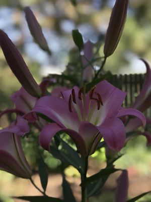 DanWalt Botanical Gardens by null