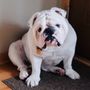 Photo of Bully Diesel and Automotive Repair