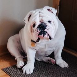 Bully Diesel and Automotive Repair - Bear the bully loves Bully Diesel!