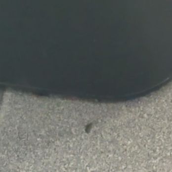 Cal Ace - Moving cockroach - Nursing Schools Near Me Cal Ace - Moving cockroach - Nursing Schools Near Me