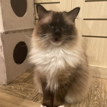Cat Cafe Moff - Cats - Themed Cafes Near Me - Honolulu, Hawaii