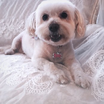 Pet Strands Grooming - Pet Groomers Near Me - Orange, California