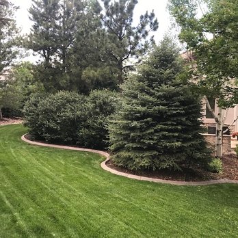 Front Range Landscape and Nursery - 16ft Colorado Blue Spruce trees. Thriving and full of growth - Nurseries & Gardening Near Me - Franktown, Colorado Front Range Landscape and Nursery - 16ft Colorado Blue Spruce trees. Thriving and full of growth - Nurseries & Gardening Near Me - Franktown, Colorado