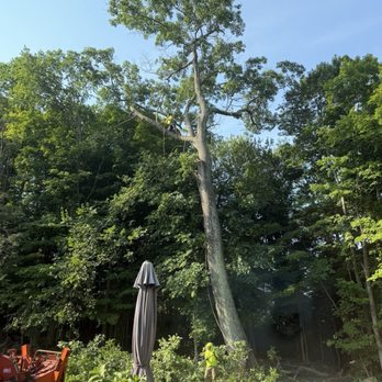 Mike's Tree Service & Landscaping - Tree Services Near Me - Torrington, Connecticut
