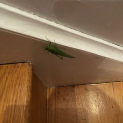 Pest Assassins