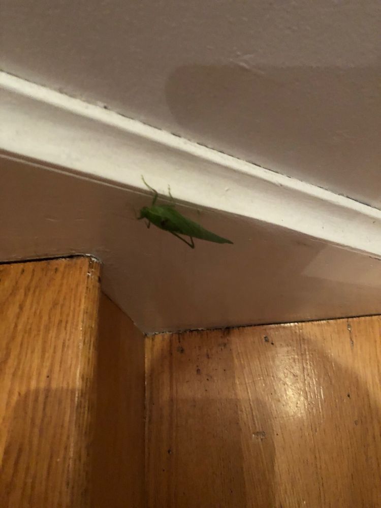 Pest Assassins - veterans service organization in North Attleborough, MA