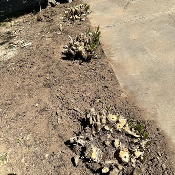 Mercado Tree Service - These are the stumps prior to being removed - Tree Services Near Me Mercado Tree Service - These are the stumps prior to being removed - Tree Services Near Me