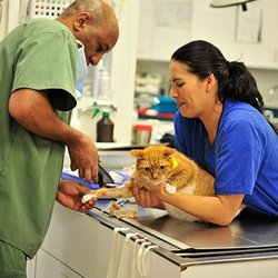 Columbia Pike Animal Hospital & Emergency Center