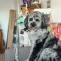 Photo of Snooty's Pet Salon