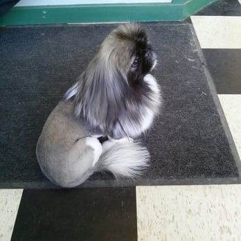 Tails A Waggin - Another perfect cut,, - Pet Groomers Near Me - Calgary, Alberta Tails A Waggin - Another perfect cut,, - Pet Groomers Near Me - Calgary, Alberta