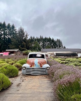 Wayward Winds Lavender Farm by null