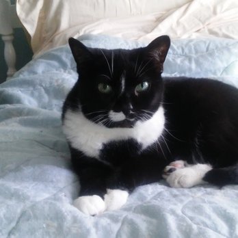 A Gentle Farewell - In-Home Euthanasia - Pet Services Near Me