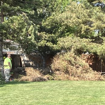 Tree Surgeon Expert - Clean up - Tree Services Near Me Tree Surgeon Expert - Clean up - Tree Services Near Me