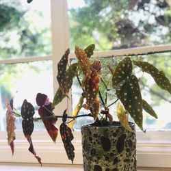 Public Land Store - Spotted Begonia and bubble glaze pot