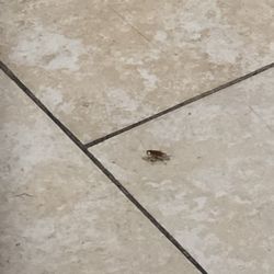 Top La Nails - Roaches in the place.