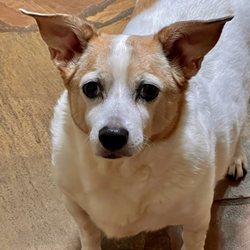 Family Pet Care - Cooper Drake. 11yrs.