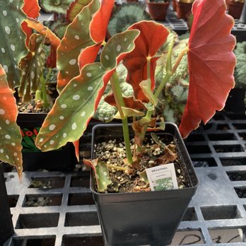 Buzz And Thrive Gardens - Nurseries & Gardening Near Me - Leominster, Massachusetts